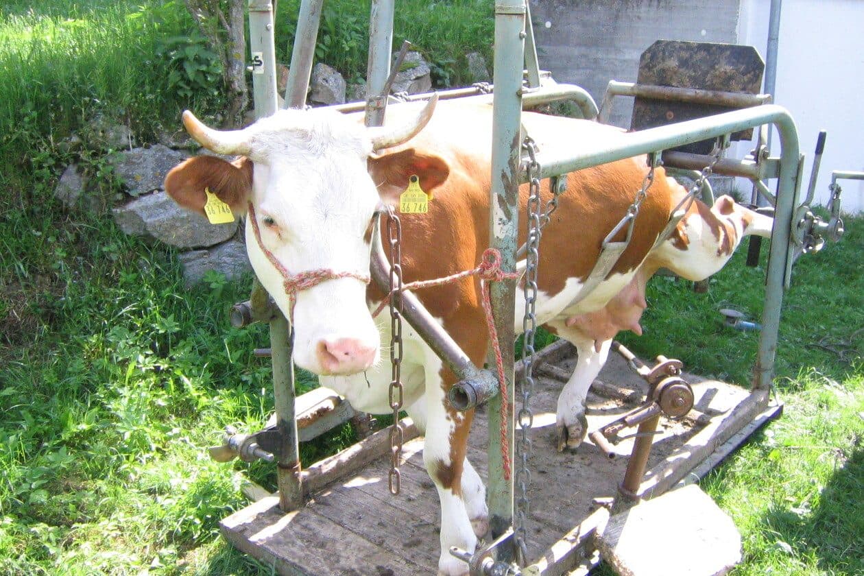 Geprüfter Klauenpfleger/Geprüfte Klauenpflegerin – Arbeitsumfeld